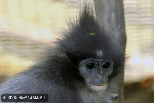 Also as Grizzled Langur|Java Leaf Monkey|Grizzled Leaf Monkey|Javan Surili|Javan Langur. Also as Grizzled Langur|Java Leaf Monkey|Grizzled Leaf Monkey|Javan Surili|Javan Langur.