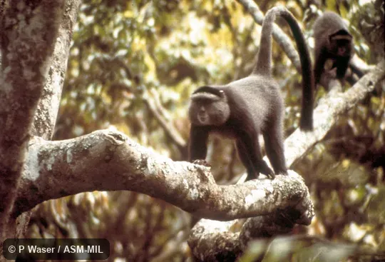 Oblique view, walking on tree limb. Cercopithecus mitis stuhlmanni, Stuhlmann's Blue Monkey. Oblique view, walking on tree limb. Cercopithecus mitis stuhlmanni, Stuhlmann's Blue Monkey.