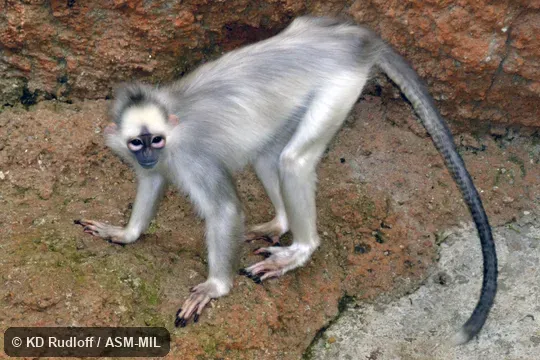 "fluviatilis" morph. Formerly Presbytis melalophos melalophos, Sumatran Surili. Also as Mitred Leaf Monkey|Yellow-Handed Mitered Langur "fluviatilis" morph. Formerly Presbytis melalophos melalophos, Sumatran Surili. Also as Mitred Leaf Monkey|Yellow-Handed Mitered Langur