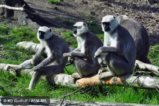 Also as Gray Langur|Hanuman Langur|Kumaon Langur|Lesser Hill Langur|Tarai Gray Langur|Tarai Sacred Langur. Also as Gray Langur|Hanuman Langur|Kumaon Langur|Lesser Hill Langur|Tarai Gray Langur|Tarai Sacred Langur.