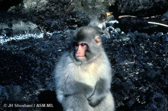 View showing thick fur coat View showing thick fur coat