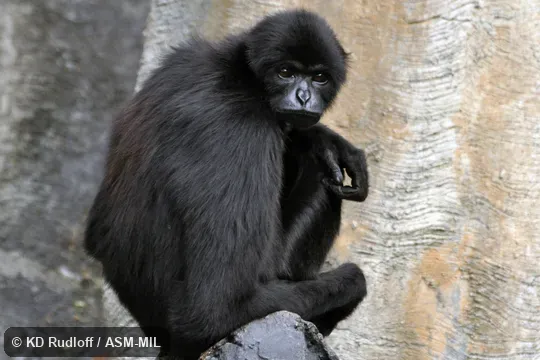 Also as Dwarf Gibbon|Mentawai Gibbon. Also as Dwarf Gibbon|Mentawai Gibbon.