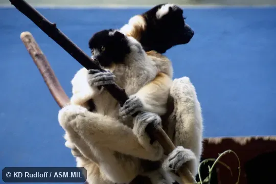 Propithecus coronatus image