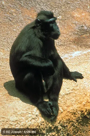 Oblique view of sitting adult. Also as Black Crested Macaque|Celebes Black Ape|Celebes Black Macaque|Celebes Crested Macaque|Celebes Macaque|Sulawesi Black Macaque|Sulawesi Crested Black Macaque. Oblique view of sitting adult. Also as Black Crested Macaque|Celebes Black Ape|Celebes Black Macaque|Celebes Crested Macaque|Celebes Macaque|Sulawesi Black Macaque|Sulawesi Crested Black Macaque.