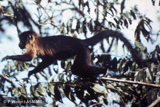 Side view leaping from branch. Lophocebus albigena ugandae, Ugandan Gray-cheeked Mangabey. Formerly Lophocebus ugandae, Ugandan Crested Mangabey. Also as Cloaked Mangabey|White-cheeked Mangabey. Side view leaping from branch. Lophocebus albigena ugandae, Ugandan Gray-cheeked Mangabey. Formerly Lophocebus ugandae, Ugandan Crested Mangabey. Also as Cloaked Mangabey|White-cheeked Mangabey.
