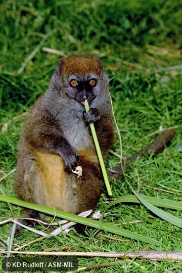 Also as Alaotran Bamboo Lemur|Bandro|Lac Alaotra Gentle Lemur|Lake Alaotra Gentle Lemur. Also as Alaotran Bamboo Lemur|Bandro|Lac Alaotra Gentle Lemur|Lake Alaotra Gentle Lemur.