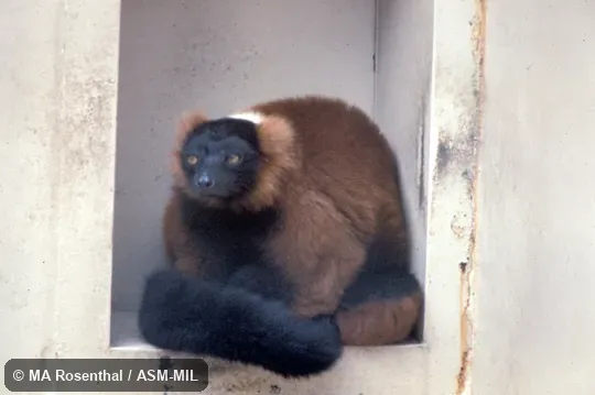 Oblique view Oblique view