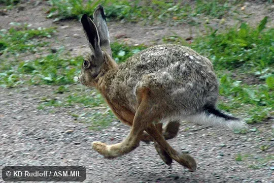 Lepus europaeus hybridus. Summer pelage. Bounding in gathered suspension. Also as Brown Hare|European Brown Hare. Lepus europaeus hybridus. Summer pelage. Bounding in gathered suspension. Also as Brown Hare|European Brown Hare.
