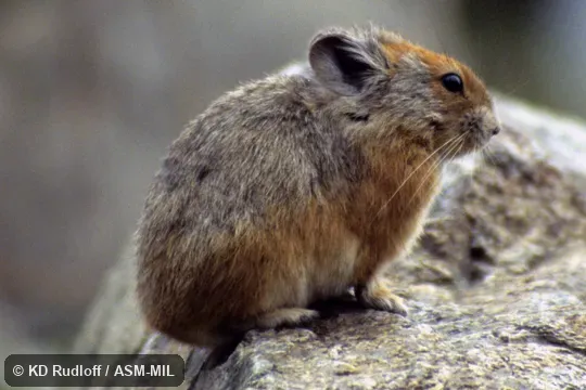 Also as Red Pika. Also as Red Pika.