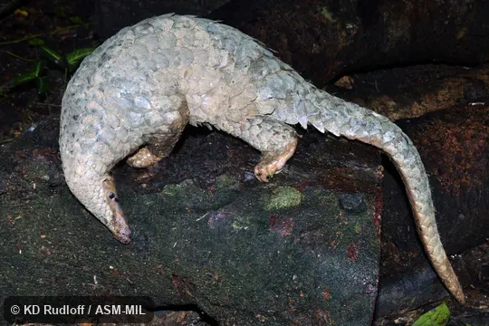 Also as Malayan Pangolin. Also as Malayan Pangolin.