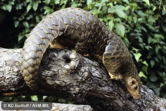 Manis pentadactyla aurita. Also as Chinese Pangolin. Manis pentadactyla aurita. Also as Chinese Pangolin.