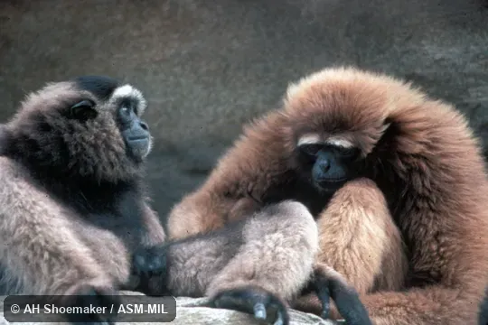 Adult female (brown coat), subadult male Hylobates muelleri, Southern Gray Gibbon (gray coat). Also as Dark-handed Gibbon. Adult female (brown coat), subadult male Hylobates muelleri, Southern Gray Gibbon (gray coat). Also as Dark-handed Gibbon.