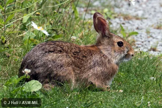 Also as Allegheny Cottontail|Wood Rabbit. Also as Allegheny Cottontail|Wood Rabbit.