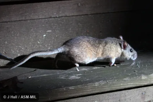 Also as Appalachian Woodrat. Also as Appalachian Woodrat.
