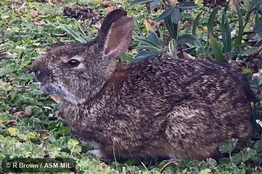 Identified by Luis Ruedas. Formerly Sylvilagus brasiliensis andinus, Tapeti. Identified by Luis Ruedas. Formerly Sylvilagus brasiliensis andinus, Tapeti.