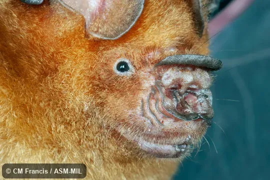 Ammonia-bleached fur. Close-up of face. Formerly Hipposideros turpis alongensis. Also as Halong Bay Leaf-nosed Bat · Ha Long Leaf-nosed Bat. Ammonia-bleached fur. Close-up of face. Formerly Hipposideros turpis alongensis. Also as Halong Bay Leaf-nosed Bat · Ha Long Leaf-nosed Bat.