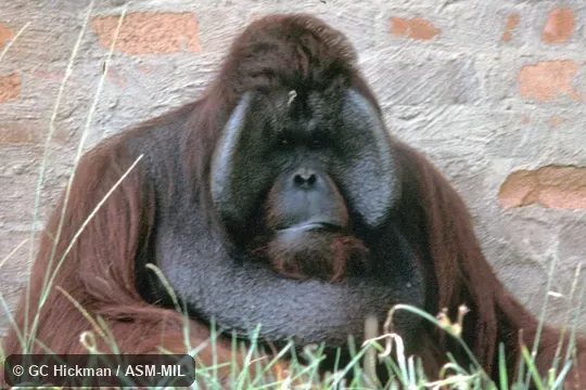 Front view of adult Front view of adult