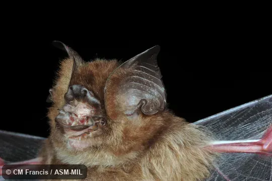 Also as Cox's Leaf-nosed Bat. Also as Cox's Leaf-nosed Bat.