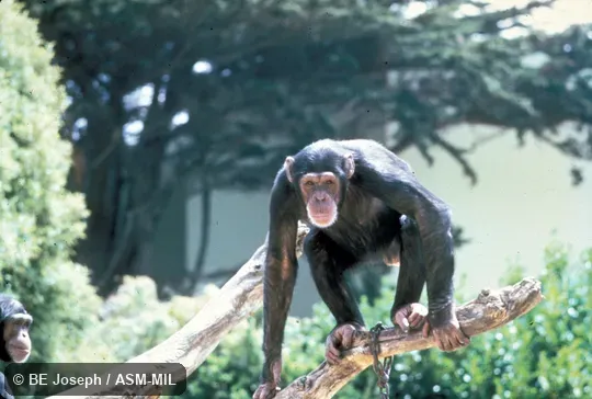 Front view of juvenile. Also as Common Chimpanzee. Front view of juvenile. Also as Common Chimpanzee.