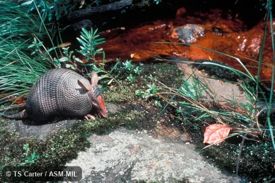Adult female. Also as Seven-banded Armadillo|Yellow Armadillo|Southern Long-nosed Armadillo|Brazilian Lesser Long-nosed Armadillo. Adult female. Also as Seven-banded Armadillo|Yellow Armadillo|Southern Long-nosed Armadillo|Brazilian Lesser Long-nosed Armadillo.
