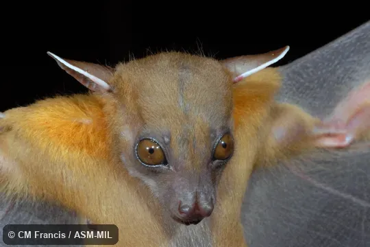 Also as Codot Horsfield|Horsfield's Fruit Bat. Also as Codot Horsfield|Horsfield's Fruit Bat.