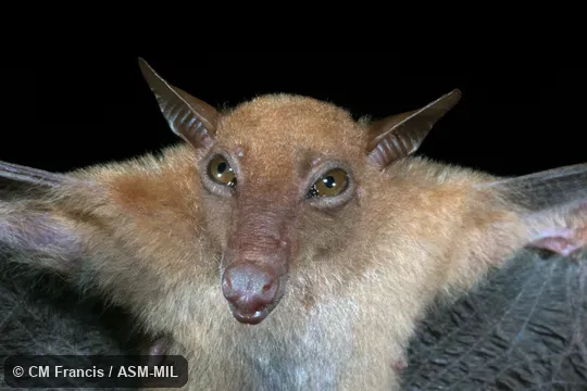 Also as Greater Long-nosed Blossom Bat|Greater Long-nosed Fruit Bat|Greater Long-tongued Fruit Bat|Greater Nectar Bat|Hill Long-tongued Blossom Bat|Hill Long-tongued Fruit Bat Also as Greater Long-nosed Blossom Bat|Greater Long-nosed Fruit Bat|Greater Long-tongued Fruit Bat|Greater Nectar Bat|Hill Long-tongued Blossom Bat|Hill Long-tongued Fruit Bat