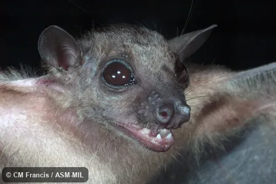 Also as Dusky Fruit Bat. Also as Dusky Fruit Bat.