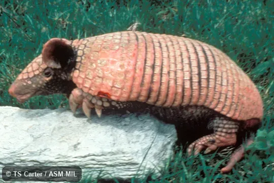 Young adult male Young adult male