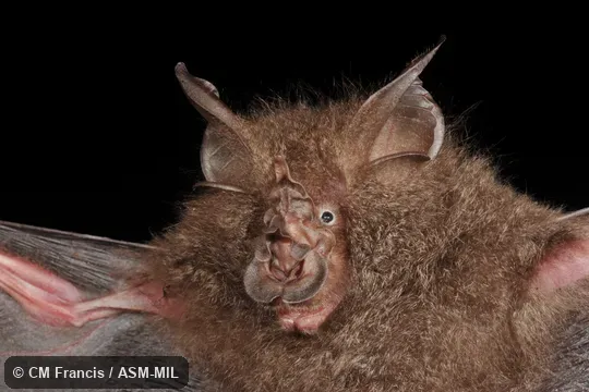 Formerly Rhinolophus luctus foetidus, Great Woolly Horseshoe Bat. Formerly Rhinolophus luctus foetidus, Great Woolly Horseshoe Bat.