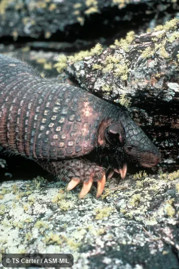 Close-up of anterior end of adult female, Cabassous unicinctus squamicaudis. Also as Southern Naked-tailed Armadillo. Close-up of anterior end of adult female, Cabassous unicinctus squamicaudis. Also as Southern Naked-tailed Armadillo.