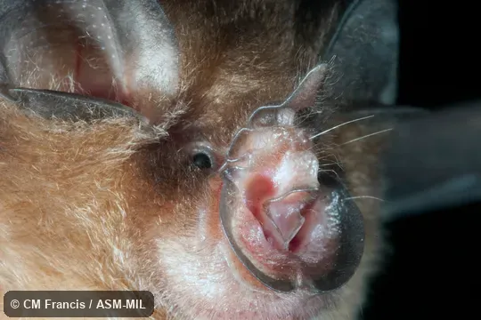 Close-up of face. Close-up of face.