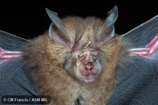 Also as Thai Horseshoe Bat. Also as Thai Horseshoe Bat.