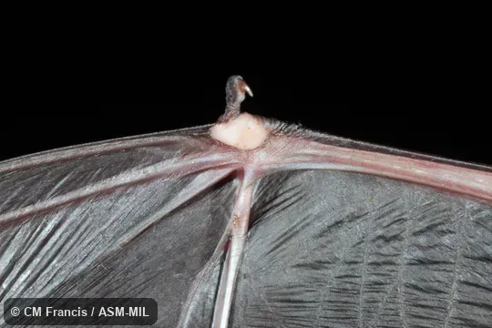 Venter of right carpus Venter of right carpus