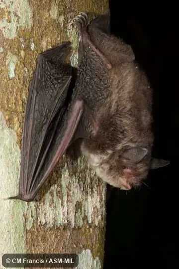 Also as Chinese Water Bat|Chinese Myotis|Indochinese Myotis. Also as Chinese Water Bat|Chinese Myotis|Indochinese Myotis.