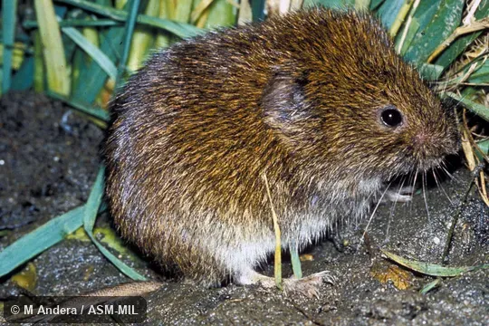 Side view. Also as Field Vole|Short-tailed Vole. Side view. Also as Field Vole|Short-tailed Vole.