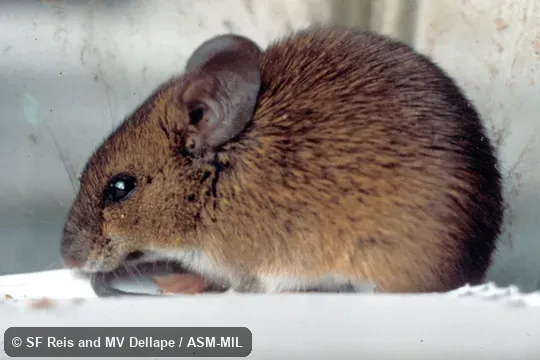 Side view, animal in cage. Formerly Oryzomys russatus. Also as Russet Euryoryzomys|Russet Oryzomys. Side view, animal in cage. Formerly Oryzomys russatus. Also as Russet Euryoryzomys|Russet Oryzomys.