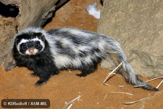 Poecilictis libyca libyca. Formerly Ictonyx libyca libyca. Poecilictis libyca libyca. Formerly Ictonyx libyca libyca.