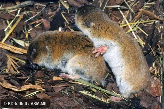 Also as Zaysan Mole Vole. Also as Zaysan Mole Vole.