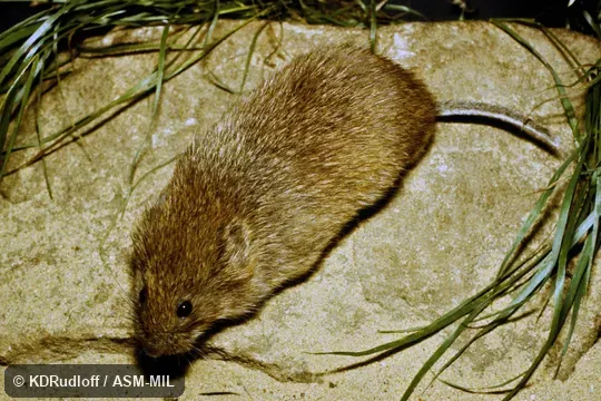 Also as Kazakhstan Vole. Also as Kazakhstan Vole.