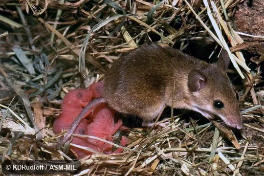 May not be specifically distinct from Mus haussa. May not be specifically distinct from Mus haussa.