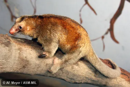 Formerly as just Silky Anteate. Formerly as just Silky Anteate.