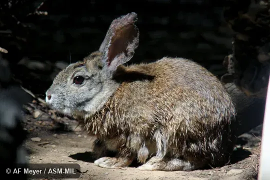 Sylvilagus bachmani riparius, Riparian Brush Rabbit. Sylvilagus bachmani riparius, Riparian Brush Rabbit.