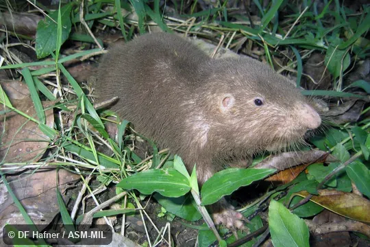 Parous adult female. LSUMZ 36763. Formerly Orthogeomys hispidus. Parous adult female. LSUMZ 36763. Formerly Orthogeomys hispidus.