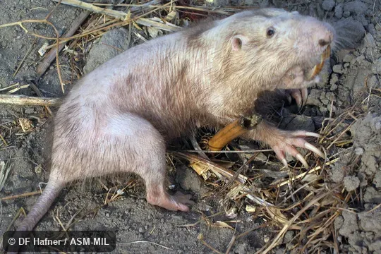 Parous adult female. LSUMZ 36765 Parous adult female. LSUMZ 36765