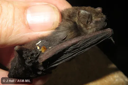 Also as Beatrix's Bat. Also as Beatrix's Bat.