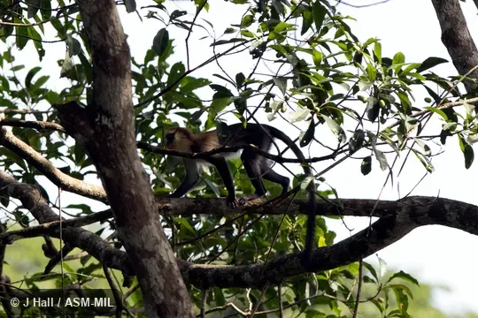 Also as Campbell's Guenon. Also as Campbell's Guenon.