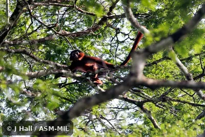 Also as Upper Guinea Bay Colobus|Western Red Colobus|West African Red Colobus. Also as Upper Guinea Bay Colobus|Western Red Colobus|West African Red Colobus.
