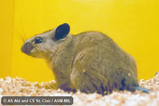 Profile of caged animal. Original stock from Mexico, Oaxaca, 8 km east of Rio Grande, 30 m or 16 km south of Valle Nacional, 1280 m. Profile of caged animal. Original stock from Mexico, Oaxaca, 8 km east of Rio Grande, 30 m or 16 km south of Valle Nacional, 1280 m.