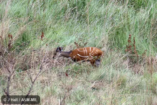 Tragelaphus scriptus phaleratus, Kabinda Bushbuck. Formerly Tragelaphus scriptus scriptus. Also as Harnessed Bushbuck|Harnessed Antelope|Western Bushbuck|Kewel. Also as Tragelaphus phaleratus, Central Bushbuck. Tragelaphus scriptus phaleratus, Kabinda Bushbuck. Formerly Tragelaphus scriptus scriptus. Also as Harnessed Bushbuck|Harnessed Antelope|Western Bushbuck|Kewel. Also as Tragelaphus phaleratus, Central Bushbuck.