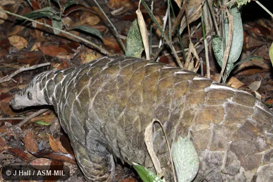 Formerly Manis gigantea. Also as Giant Ground Pangolin. Formerly Manis gigantea. Also as Giant Ground Pangolin.